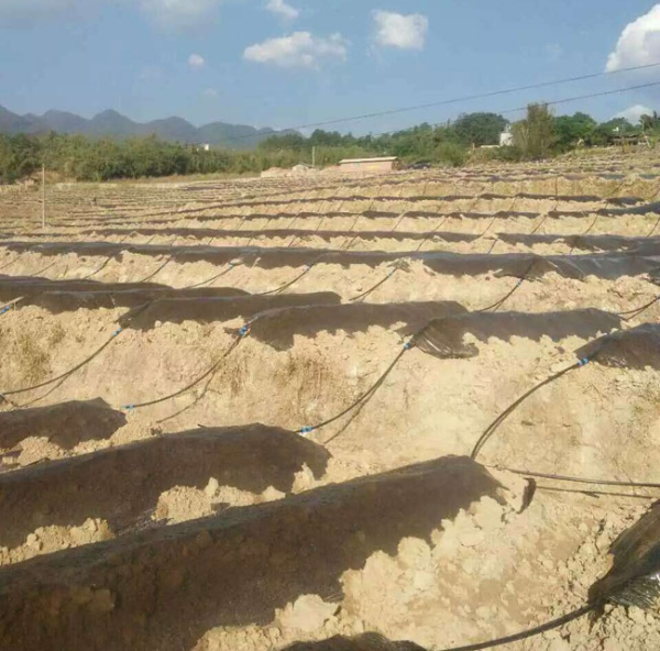 滴灌种植基地案例