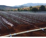蔬菜雾喷灌溉工程